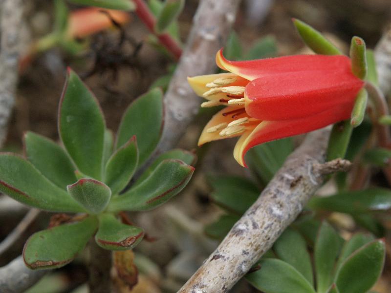 Cambridge, England: Botanic Garden: Echeveria harmsii Macbr.