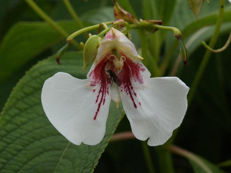 Cambridge, England: Botanic Garden: Impatiens tinctoria