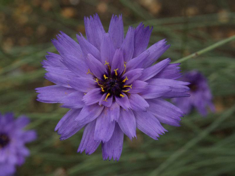 Cambridge, England: Botanic Garden: Blue Cupidone (Catananche caerulea)
