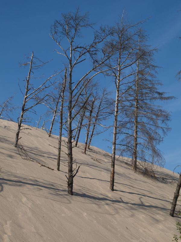 Slowinski National Park, Poland: Gora Lacka: trees in sand