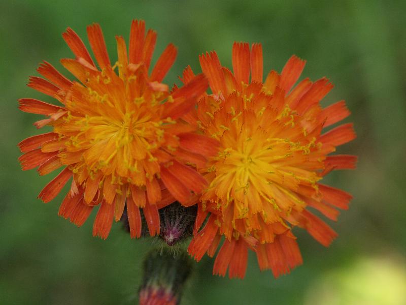 Plainfield, Massachusetts (MA): Lincoln Hill (Lincoln Street): Devil's Paintbrush (Orange Hawkweed) (Hieracium aurantiacum or Pilosella aurantiaca)