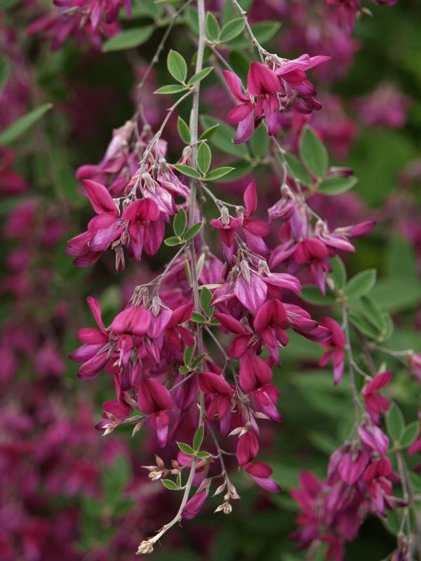 Cambridge, England: Botanic Garden: Thunberg's Bush Clover (Lespedeza thunbergii)
