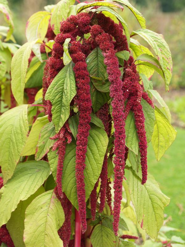 Cambridge, England: Botanic Garden: Love-Lies-Bleeding (Amaranthus caudatus)