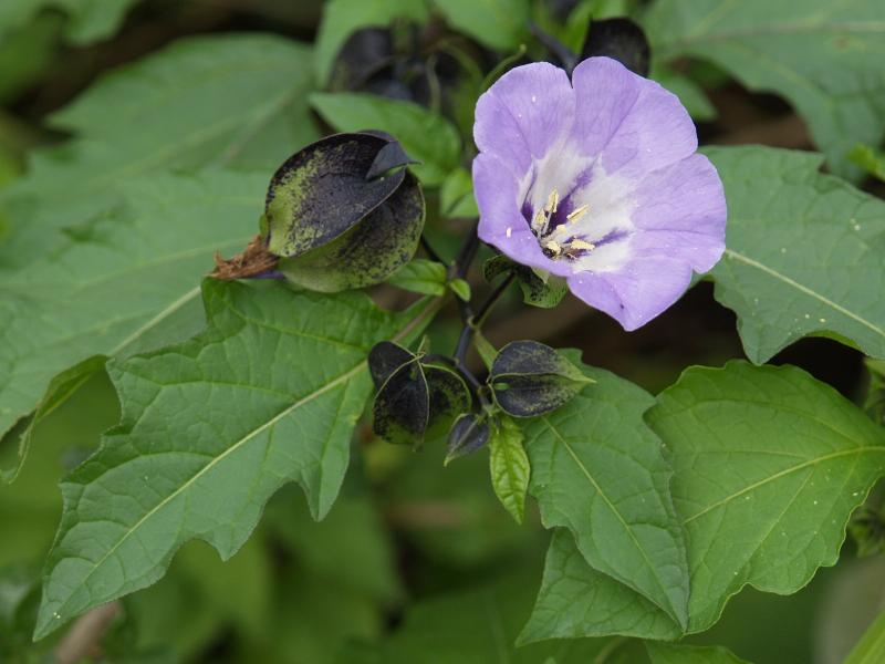 Cambridge, England: Botanic Garden: Apple of Peru (Shoo-fly) (Nicandra physalodes)