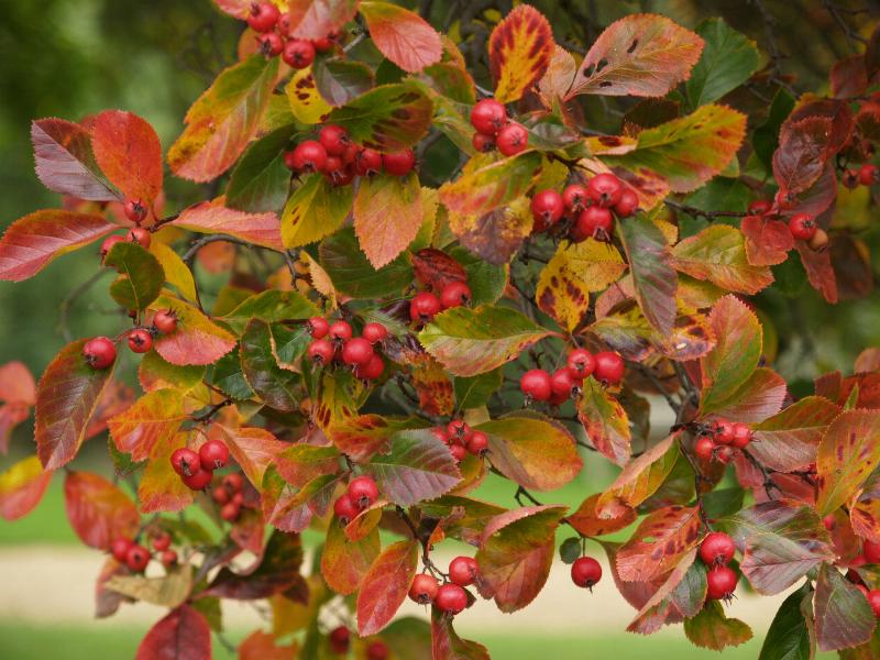 Cambridge, England: Botanic Garden: Hawthorn (Crataegus persimilis 'Prunifolia') autumn colour