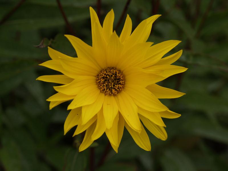 Cambridge, England: Botanic Garden: Stiff Sunflower (Few-leaved Sunflower) (Helianthus pauciflorus)
