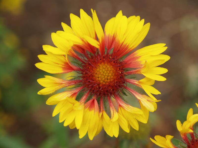 Cambridge, England: Botanic Garden: Common Gaillardia (Firewheel, Blanketflower) (Gaillardia aristata)