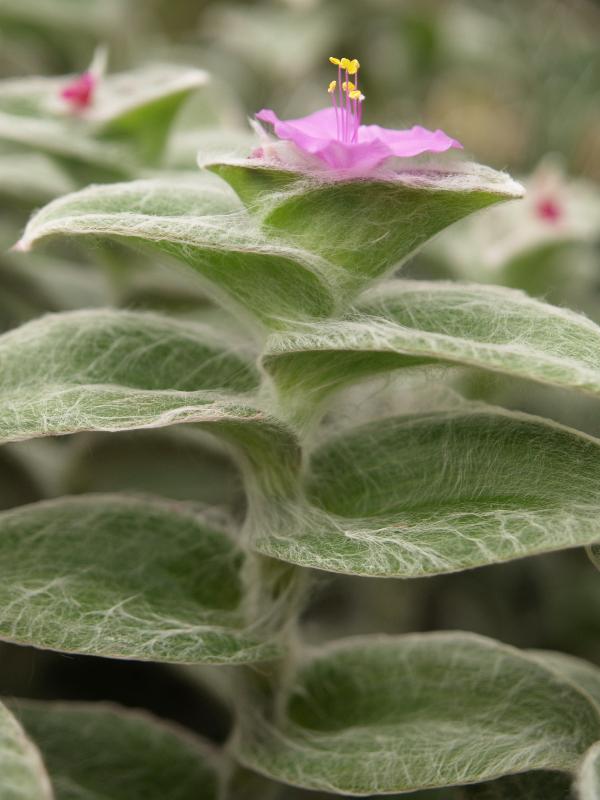 Cambridge, England: Botanic Garden: White Velvet or Gossamer (Tradescantia sillamontana)