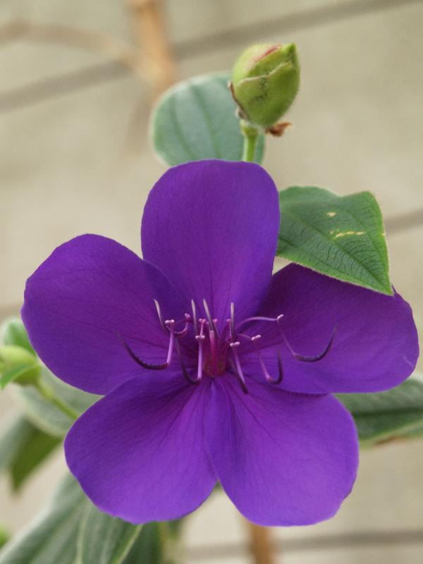 Cambridge, England: Botanic Garden: Glory Bush (Tibouchina urvilleana)