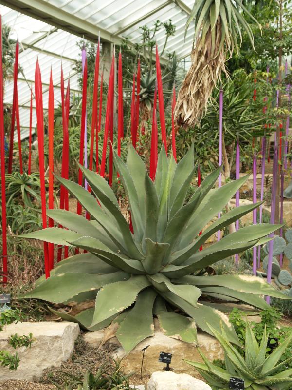London, England: Kew Gardens: red and purple 'Reeds' (glass artist Dale Chihuly) (with Agave)