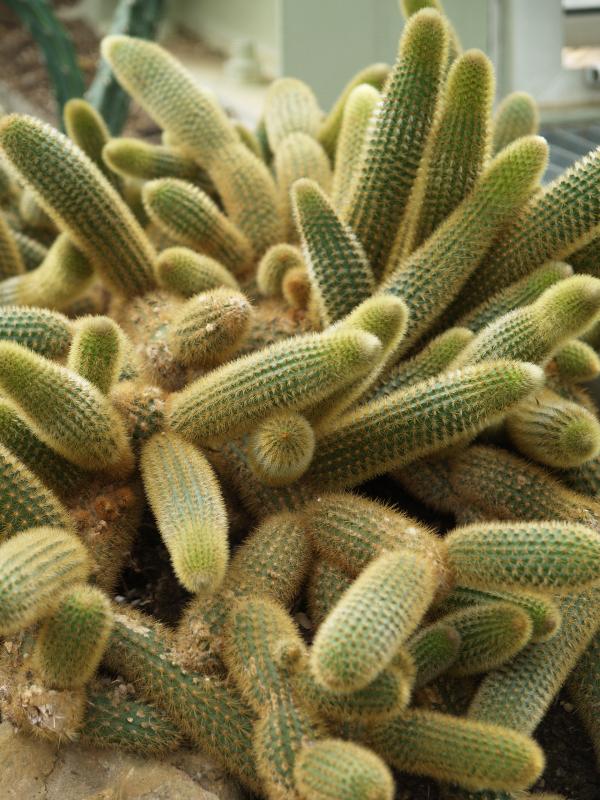 London, England: Kew Gardens: Golden Rat Tail (Cleistocactus winteri)