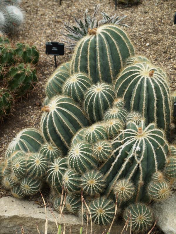 London, England: Kew Gardens: Parodia magnifica