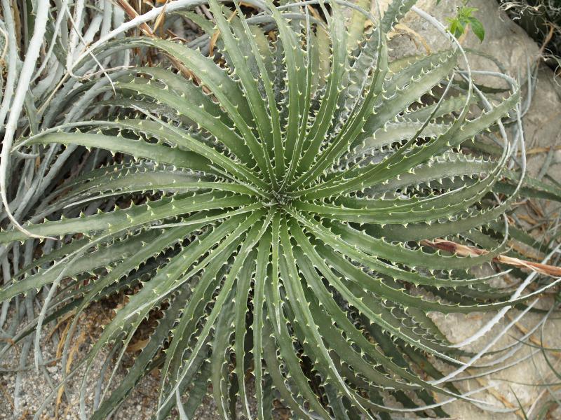 London, England: Kew Gardens: Hechtia argentea