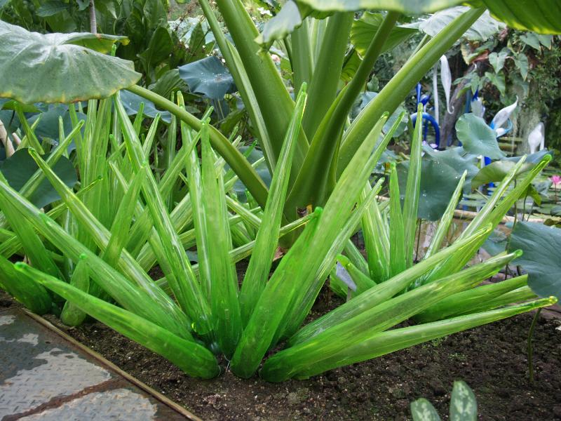 London, England: Kew Gardens: 'Green Grass' (glass artist Dale Chihuly)