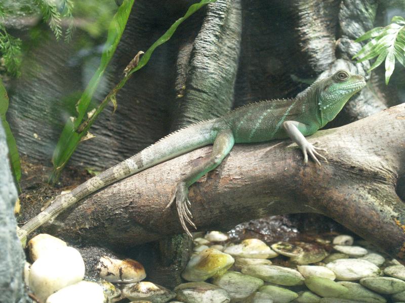 London, England: Kew Gardens: Green Water Dragon (Pysignathus cocincinus)