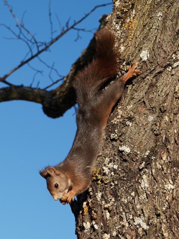 Granada, Spain: Alhambra: brown (red?) squirrel eating nut upside-down in tree