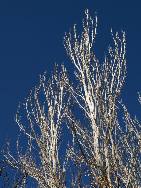 Granada, Spain: Alhambra: white branches, blue sky