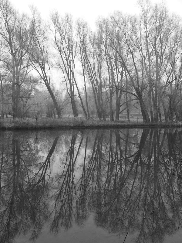 Cambridge, England: Cam: trees reflected in river, in fog (black and white)