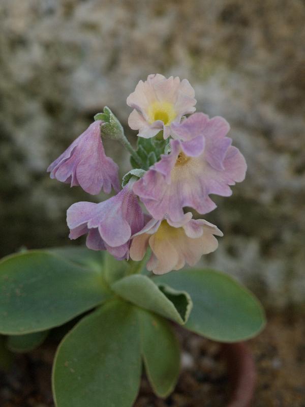 Cambridge, England: Botanic Garden: Primula auricula Light Mauve (Elizabeth)