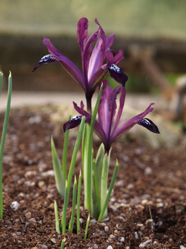 Cambridge, England: Botanic Garden: Iris reticulata 'Purple Gem'
