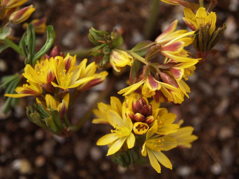 Cambridge, England: Botanic Garden: Gymnospermium albertii