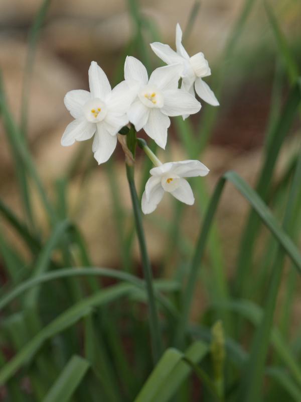Cambridge, England: Botanic Garden: Paper-White Narcissus (Narcissus papyraceus)