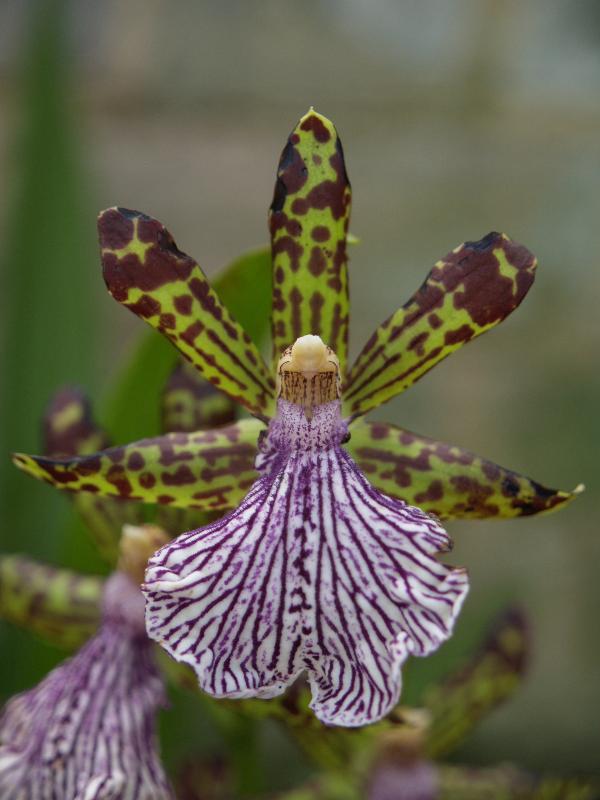 Cambridge, England: Botanic Garden: Orchid (Zygopetalum 'Warringal Wonder')