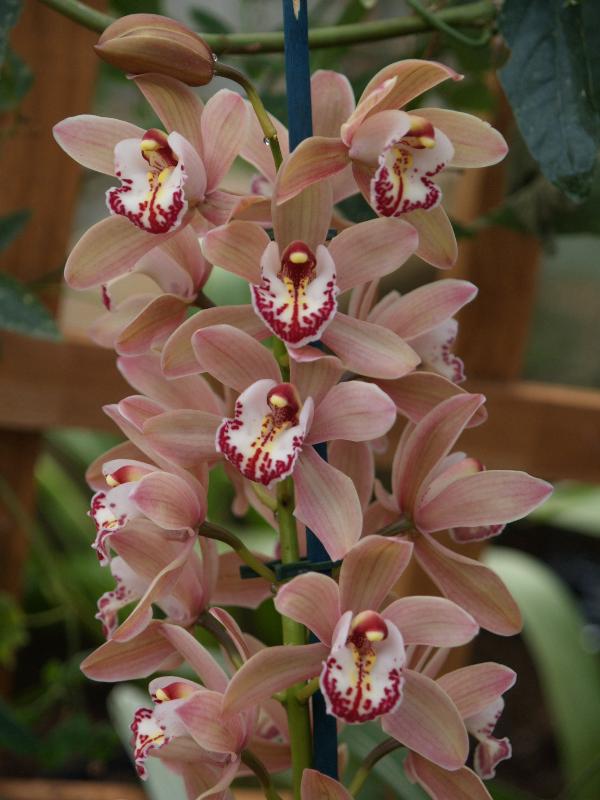 Cambridge, England: Botanic Garden: Orchid (Cymbidium 'Magham Down')