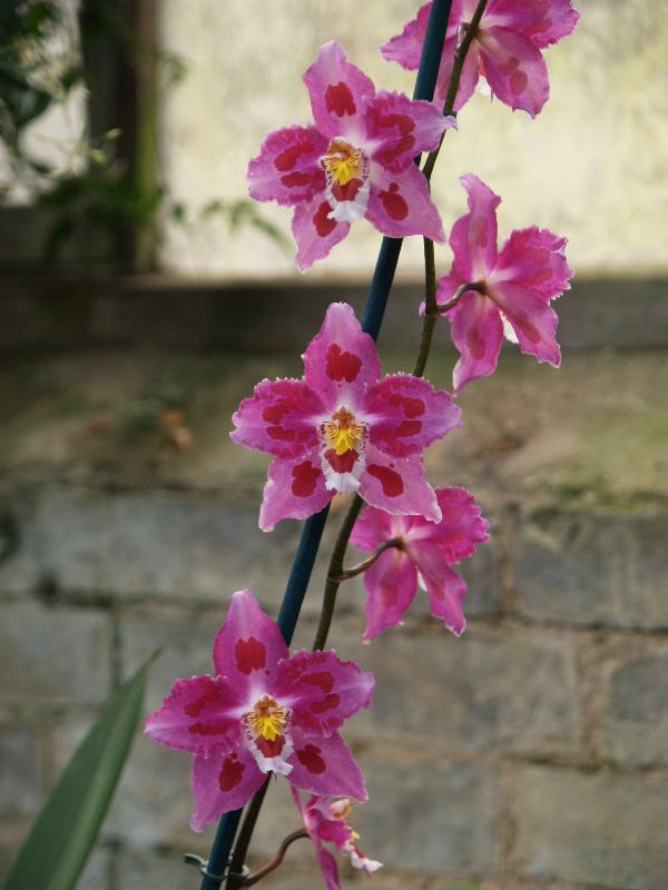 Cambridge, England: Botanic Garden: Orchid (Odontioda 'Durham Galaxy x Ingmar')