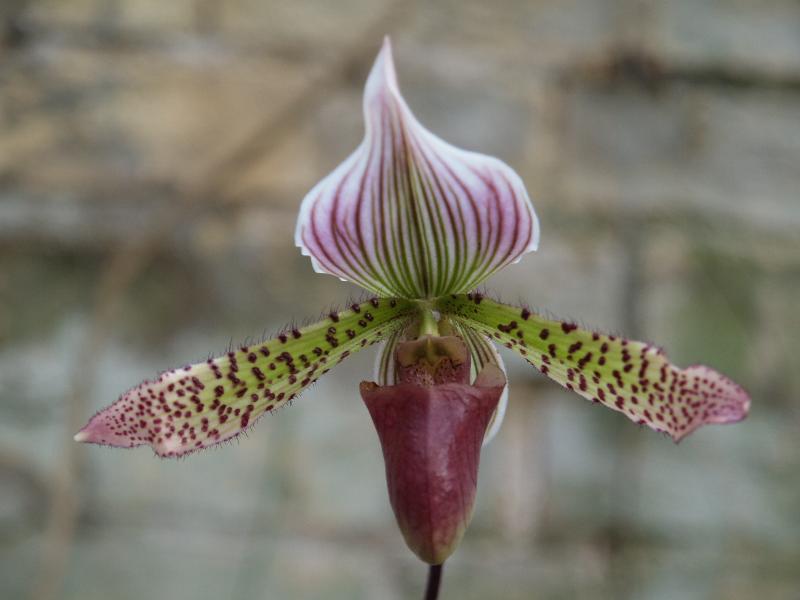 Cambridge, England: Botanic Garden: Orchid (Paphiopedilum 'Raisin Pie' x 'Masupi')