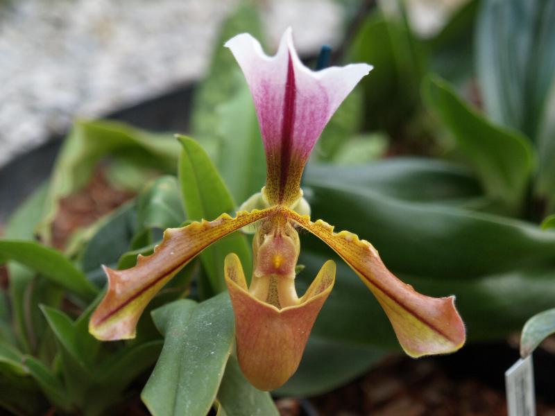 Cambridge, England: Botanic Garden: Orchid (Paphiopedilum hybrid)