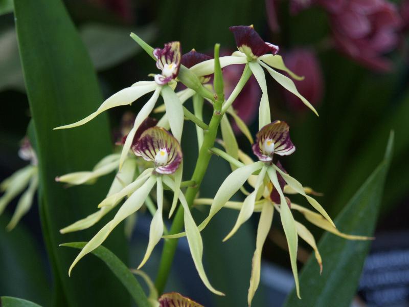 Cambridge, England: Botanic Garden: Orchid (Encyclia 'Octopussy')