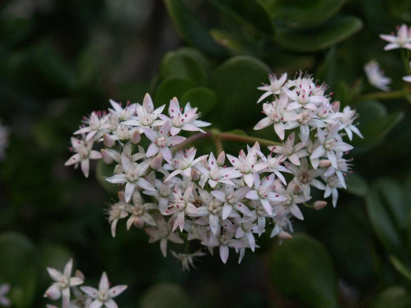 Cambridge, England: Botanic Garden: Jade Plant (Crassula ovata Druce)