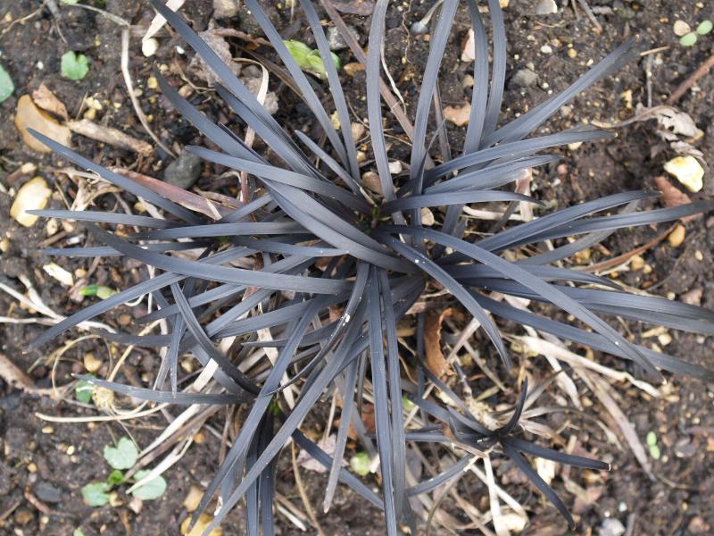 Cambridge, England: Botanic Garden: Ophiopogon planiscapus 'Nigrescens'