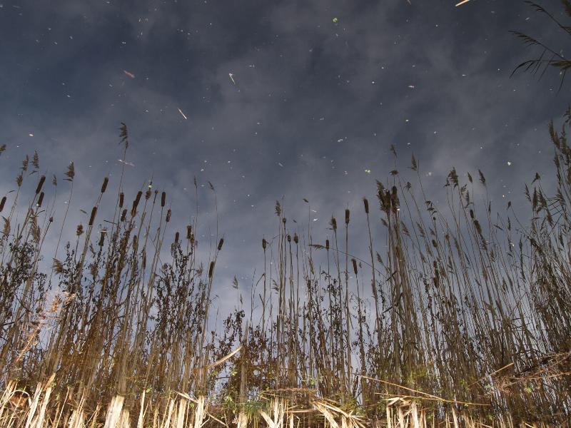 Cambridge, England: Botanic Garden: Fen plants reflected in water