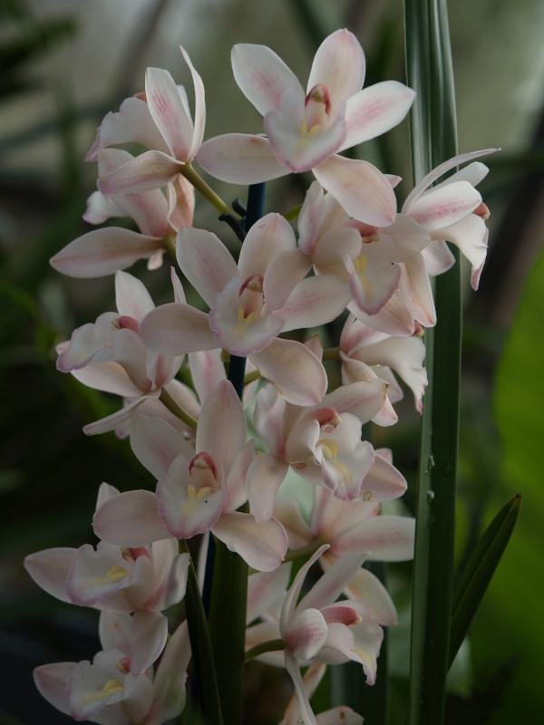 Cambridge, England: Botanic Garden: Orchid (Cymbidium Strathbran 'Candy')