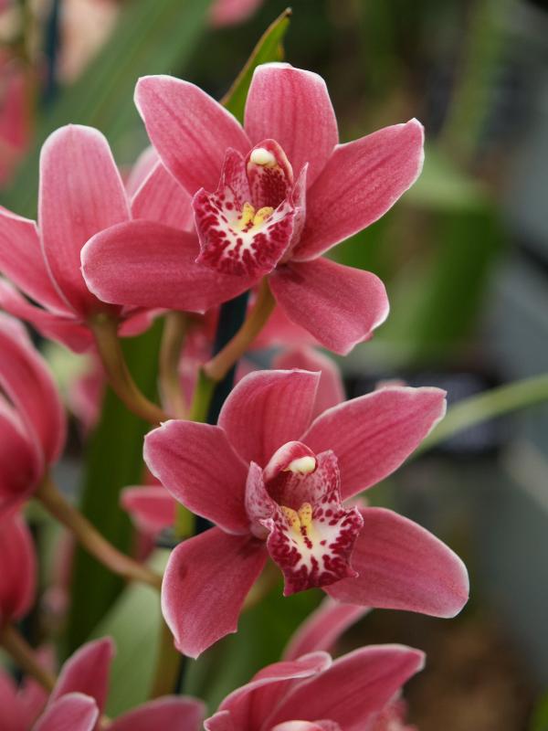 Cambridge, England: Botanic Garden: Orchid (Cymbidium Strathhaven 'Lewes')