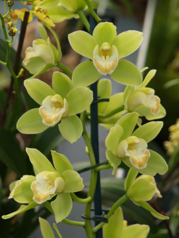 Cambridge, England: Botanic Garden: Orchid (Cymbidium Little Big Horn 'Cooksbridge alba')
