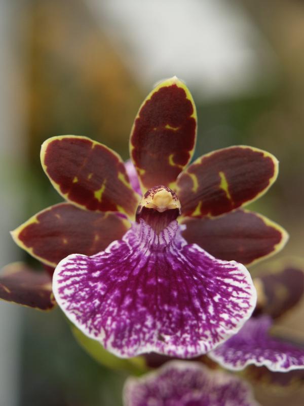 Cambridge, England: Botanic Garden: Orchid (Zygopetalum Advance Australia 'Spring' x 'Woodbridge')