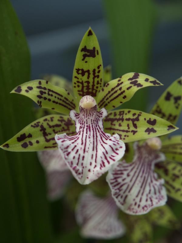 Cambridge, England: Botanic Garden: Orchid (Zygopetalum Adelaide Charmer 'Tiger Stripes' x Kiwi 'Aussie Stripes')