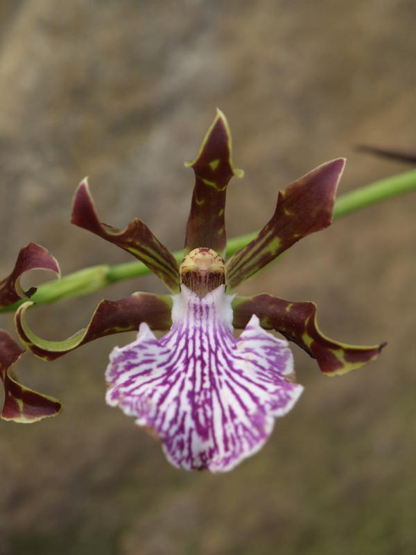 Cambridge, England: Botanic Garden: Orchid (Zygopetalum 'John Banks' x Odontioda 'Ingmar')