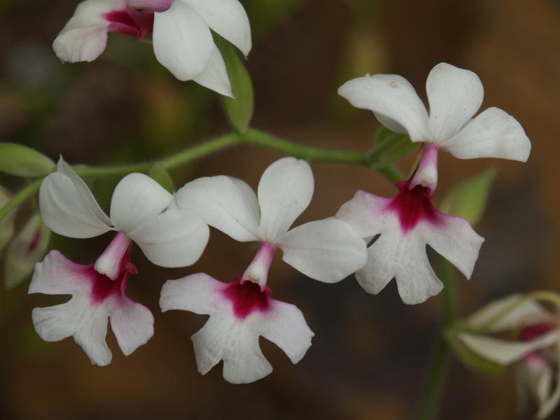 Cambridge, England: Botanic Garden: Orchid (Calanthe x sedenii Rchb. 'Harrisii')