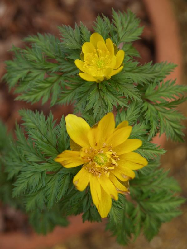 Cambridge, England: Botanic Garden: Adonis amurensis