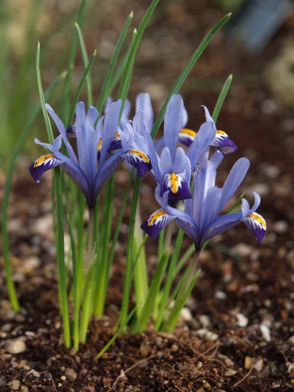 Cambridge, England: Botanic Garden: Iris bakeriana