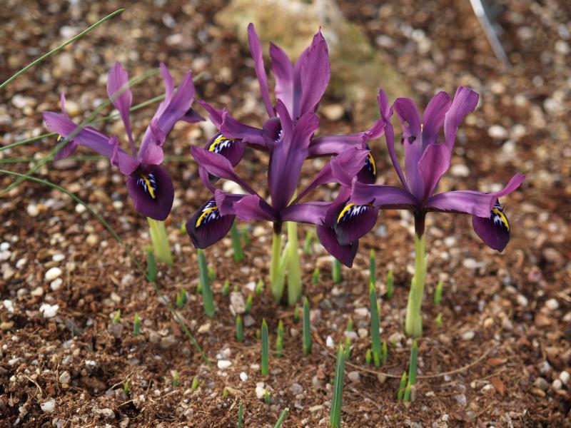 Cambridge, England: Botanic Garden: Iris histrioides ? 'George' Group