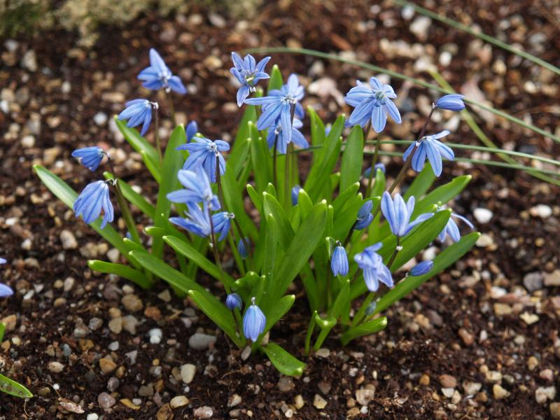 Cambridge, England: Botanic Garden: Scilla siberica Andr.