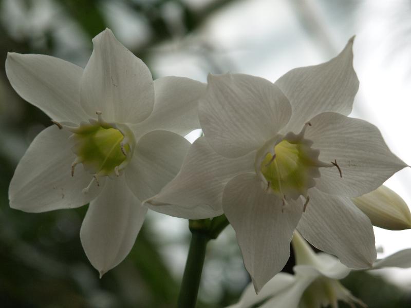Cambridge, England: Botanic Garden: Amazon Lily (Eucharis amazonica)