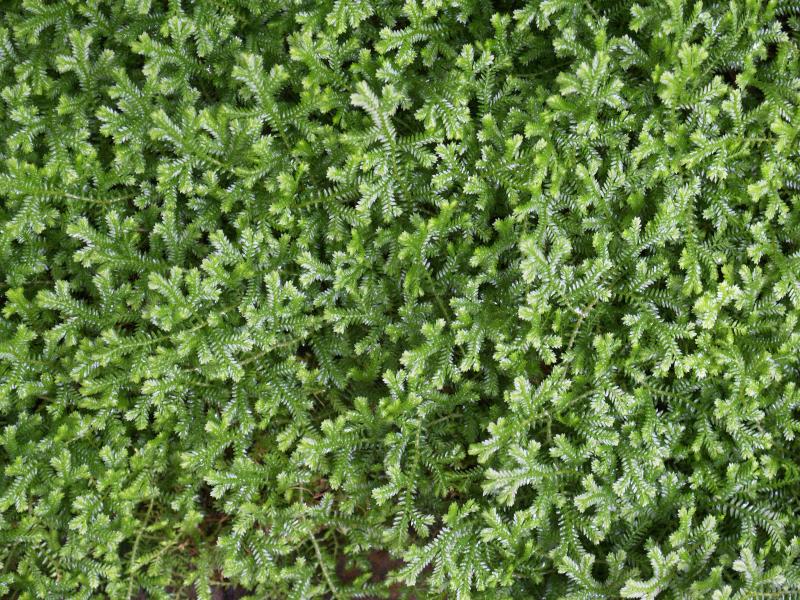 Cambridge, England: Botanic Garden: Selaginella