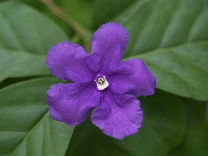Cambridge, England: Botanic Garden: Brunfelsia calycina Benth.