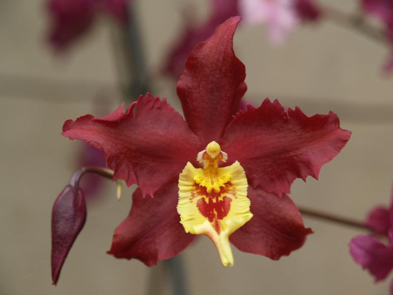 Cambridge, England: Botanic Garden: Orchid (Wilsonara Marvida)